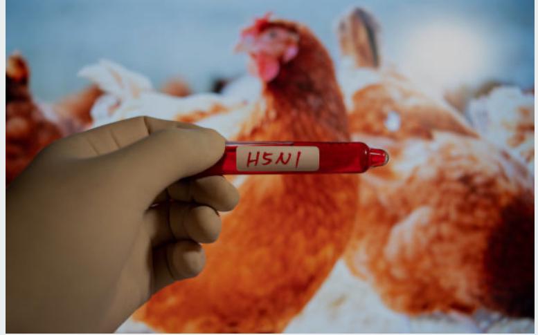 WHO ने Bird flu स्ट्रेन H5N2 से पहली मौत की पुष्टि की