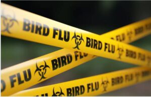 WHO ने Bird flu स्ट्रेन H5N2 से पहली मौत की पुष्टि की