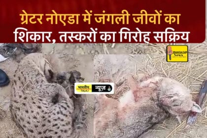 ग्रेटर नोएडा के ऊंचा अमीरपुर में जंगली जीवों का नरसंहार, तस्करों ने मारे तीन जंगली जीव