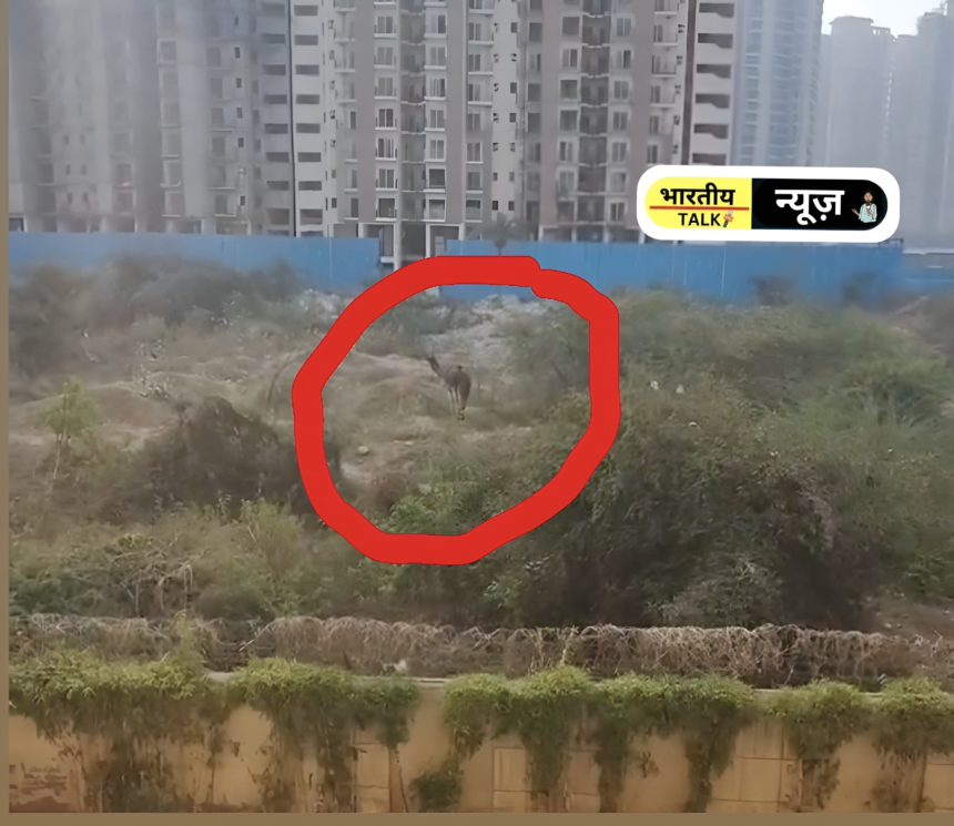 ग्रेटर नोएडा वेस्ट में 10 दिन से भूखे प्यासे बंधे ऊंट को बचाने के लिए सोसायटी के लोग आगे आए, पुलिस और पशु प्रेमी भी हुए सक्रिय