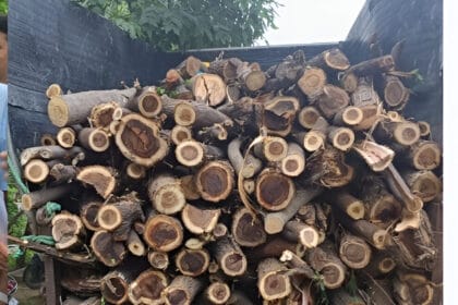 ग्रेटर नोएडा में 100 पेड़ों की अवैध कटाई से हड़कंप, स्थानीय निवासियों ने उठाई जांच की मांग