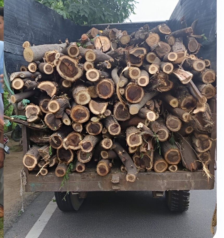 ग्रेटर नोएडा में 100 पेड़ों की अवैध कटाई से हड़कंप, स्थानीय निवासियों ने उठाई जांच की मांग