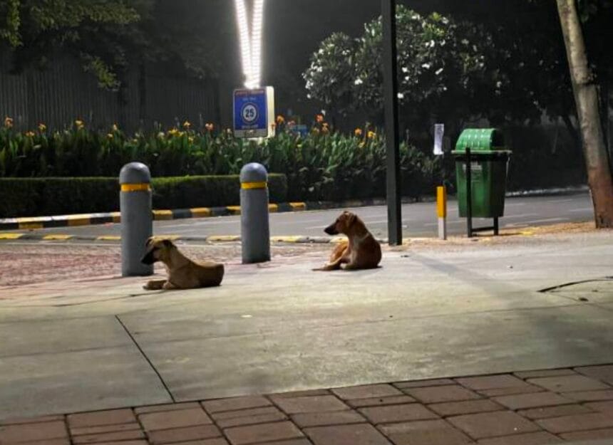 आवारा कुत्तों पर सुप्रीम कोर्ट का अब तक का सबसे बड़ा फैसला, 8 हफ्ते में दिल्ली-NCR की सड़कें खाली करने का आदेश